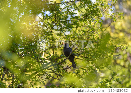 Blackbird perched in sunlit green woodland 139485082