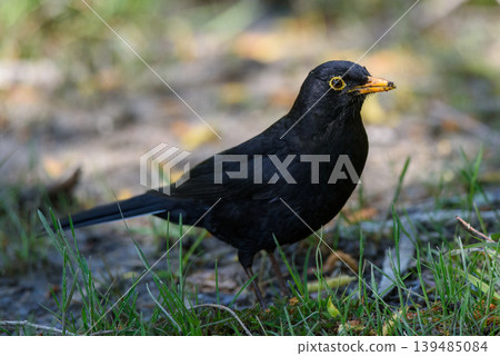 European blackbird on grass with orange beak European blackbird on grass with orange beak 139485084