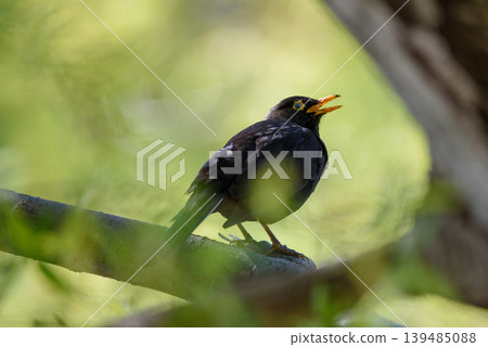 Blackbird singing on a tree branch in green forest bokeh Blackbird singing on a tree branch in green forest bokeh 139485088