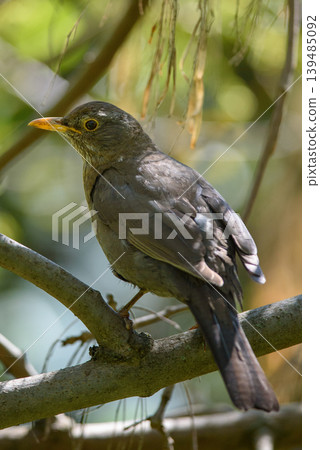 Dark songbird perched on branch with green bokeh background 139485092