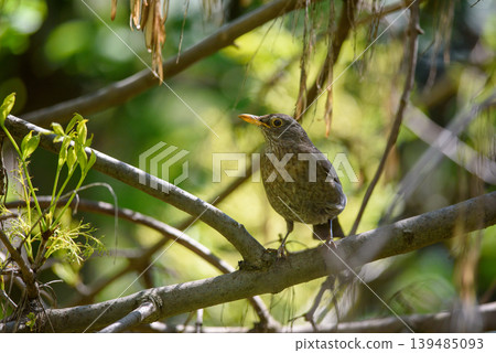 Wild songbird perched on branch in sunlit forest 139485093