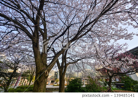 Kanazawa Station with blue sky and cherry blossoms in full bloom Kanazawa Station with blue sky and cherry blossoms in full bloom 139485141