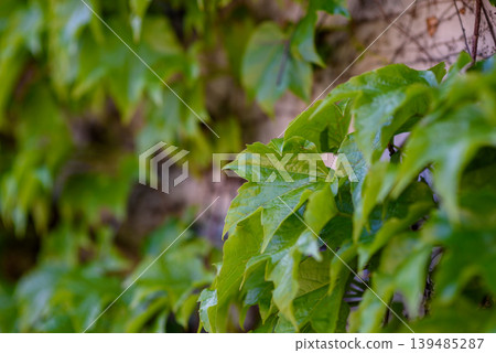 Green ivy leaves close-up with soft bokeh background Green ivy leaves close-up with soft bokeh background 139485287