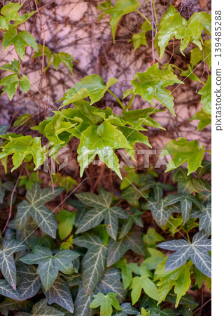 Green Ivy Vine Leaves Climbing Wall Background Green Ivy Vine Leaves Climbing Wall Background 139485288