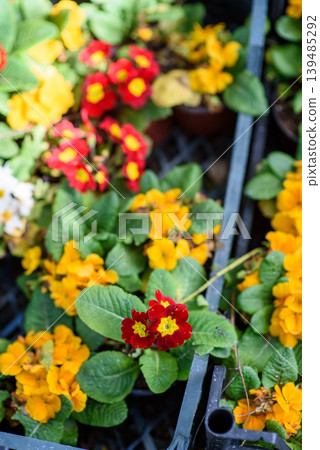 Colorful potted primrose flowers on garden center rack Colorful potted primrose flowers on garden center rack 139485292