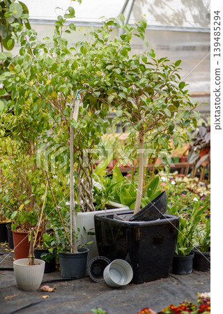 Potted shrubs and garden containers in a greenhouse Potted shrubs and garden containers in a greenhouse 139485294
