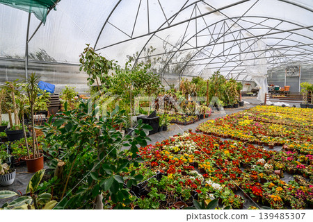 Greenhouse nursery with colorful flower beds and potted plants Greenhouse nursery with colorful flower beds and potted plants 139485307