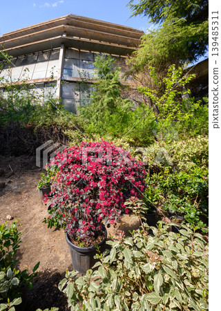 Exterior of modern glass greenhouse with lush garden and red flowering pot Exterior of modern glass greenhouse with lush garden and red flowering pot 139485311