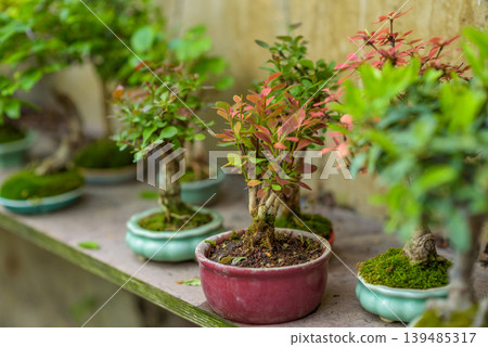 Bonsai trees in ceramic pots on garden bench Bonsai trees in ceramic pots on garden bench 139485317