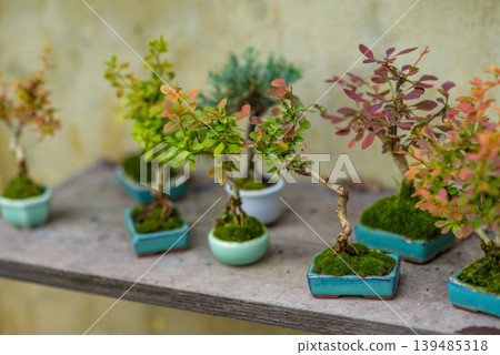 Bonsai trees in colorful pots on wooden shelf Bonsai trees in colorful pots on wooden shelf 139485318