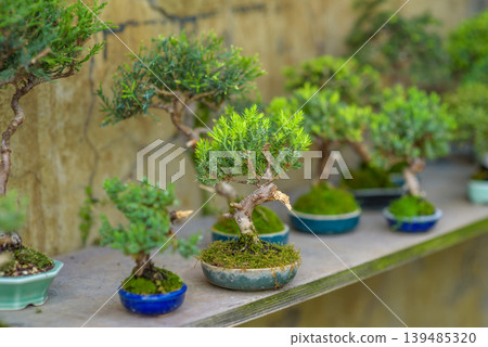 Miniature bonsai trees in ceramic pots on garden shelf Miniature bonsai trees in ceramic pots on garden shelf 139485320