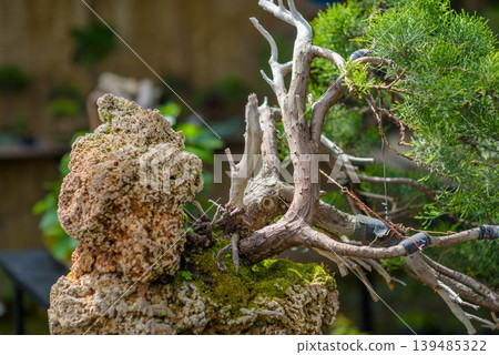 Bonsai tree with driftwood branches on mossy rock Bonsai tree with driftwood branches on mossy rock 139485322