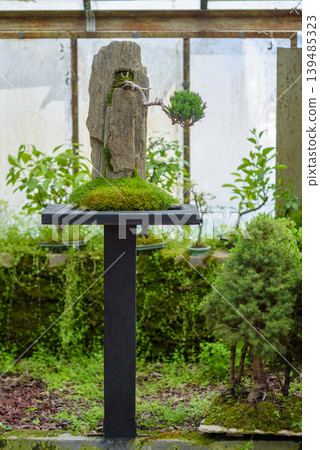 Bonsai display with moss and stone on pedestal in greenhouse Bonsai display with moss and stone on pedestal in greenhouse 139485323