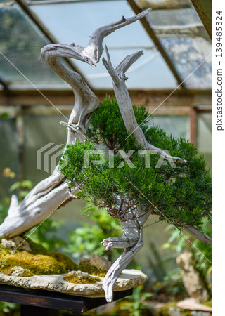 Juniper bonsai styled on driftwood in greenhouse Juniper bonsai styled on driftwood in greenhouse 139485324
