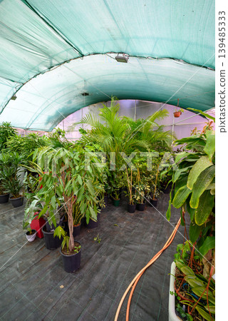 Tropical plant nursery inside shaded greenhouse Tropical plant nursery inside shaded greenhouse 139485333