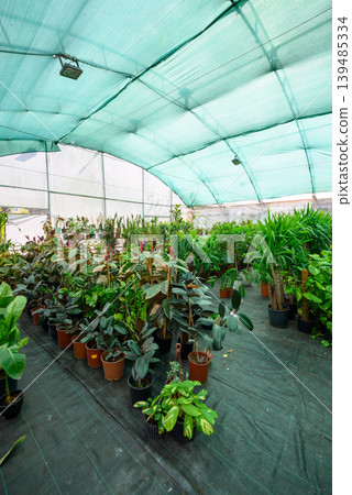 Greenhouse nursery with rows of potted tropical plants Greenhouse nursery with rows of potted tropical plants 139485334