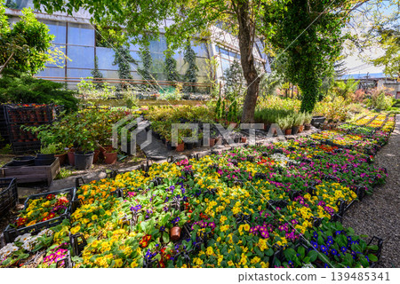 Colorful flower nursery with rows of potted plants outdoors Colorful flower nursery with rows of potted plants outdoors 139485341