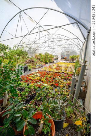 Greenhouse nursery with colorful flower beds and potted plants 139485342