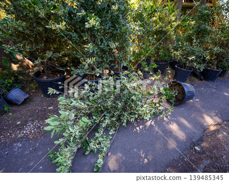 Overturned plant pot and fallen branches in garden nursery Overturned plant pot and fallen branches in garden nursery 139485345