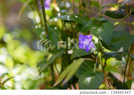 Purple periwinkle flower on green vine in sunlit garden Purple periwinkle flower on green vine in sunlit garden 139485347