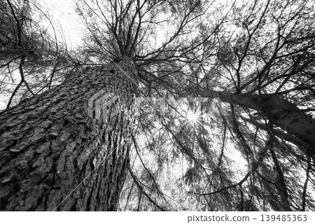 Black and white view up tall pine trees with sunburst Black and white view up tall pine trees with sunburst 139485363