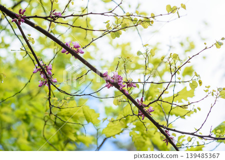 Spring branch with purple blossoms and fresh green leaves Spring branch with purple blossoms and fresh green leaves 139485367