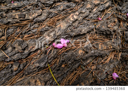 Pink Petals on Tree Bark and Pine Needles Texture Pink Petals on Tree Bark and Pine Needles Texture 139485368