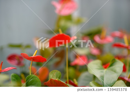 Soft Focus Red Anthurium Flowers with Green Leaves Soft Focus Red Anthurium Flowers with Green Leaves 139485378