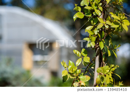 Green vine climbing stake with blurred greenhouse in background Green vine climbing stake with blurred greenhouse in background 139485410