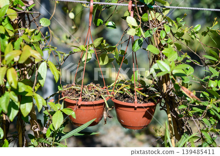 Terracotta hanging planters in sunny garden with vines Terracotta hanging planters in sunny garden with vines 139485411