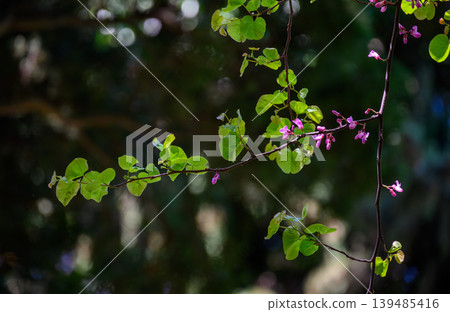 Sunlit vine with green leaves and pink blossoms on dark bokeh Sunlit vine with green leaves and pink blossoms on dark bokeh 139485416