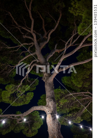 Pine tree canopy at night with string lights 139485531