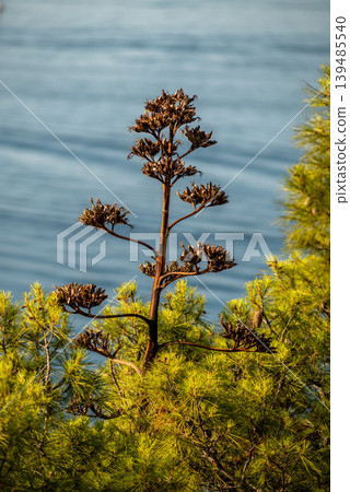 Dried seed head above pine needles with blue water background Dried seed head above pine needles with blue water background 139485540