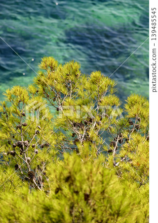 Pine branches over turquoise sea water Pine branches over turquoise sea water 139485545
