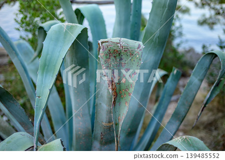 Close-up of agave leaves with weathered central leaf Close-up of agave leaves with weathered central leaf 139485552