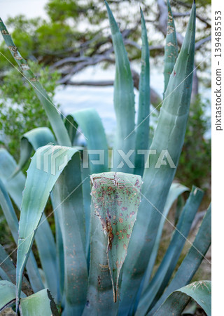 Blue-green agave succulent plant close-up outdoors Blue-green agave succulent plant close-up outdoors 139485553