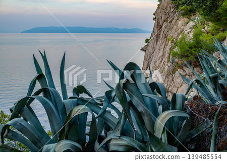 Agave plants on coastal cliff at dusk overlooking calm sea Agave plants on coastal cliff at dusk overlooking calm sea 139485554