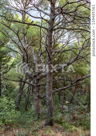 Dense pine woodland with intertwined branches Dense pine woodland with intertwined branches 139485561