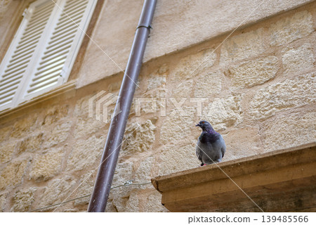 Pigeon perched on stone ledge by old building facade Pigeon perched on stone ledge by old building facade 139485566