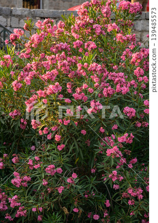 Pink oleander shrub in bloom by stone wall Pink oleander shrub in bloom by stone wall 139485573