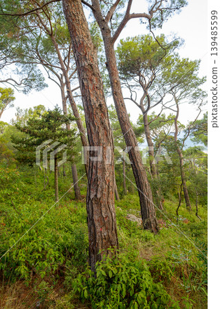 Tall pine trees in lush green forest landscape Tall pine trees in lush green forest landscape 139485599