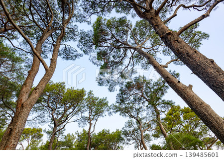 Looking up at pine tree canopy against blue sky Looking up at pine tree canopy against blue sky 139485601