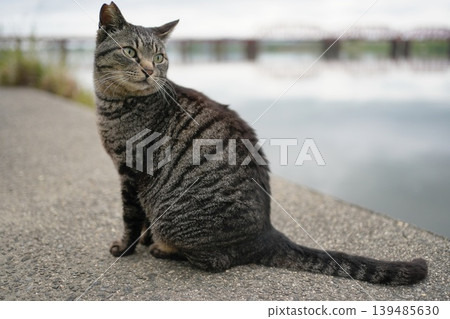 Tabby cat playing on embankment 139485630