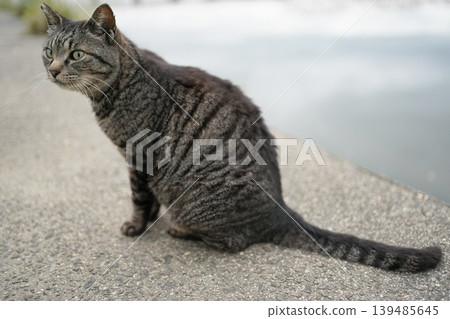 Tabby cat playing on embankment Tabby cat playing on embankment 139485645