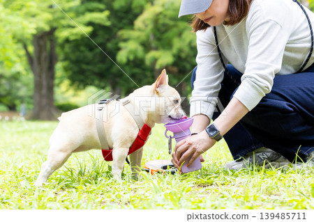 一隻法國鬥牛犬正在散步並補充水分。 139485711