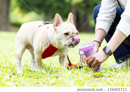 一隻法國鬥牛犬正在散步並補充水分。 139485713