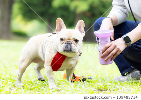 一隻法國鬥牛犬正在散步並補充水分。 139485714