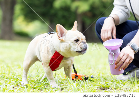 一隻法國鬥牛犬正在散步並補充水分。 139485715