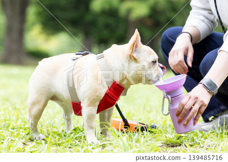 一隻法國鬥牛犬正在散步並補充水分。 139485716