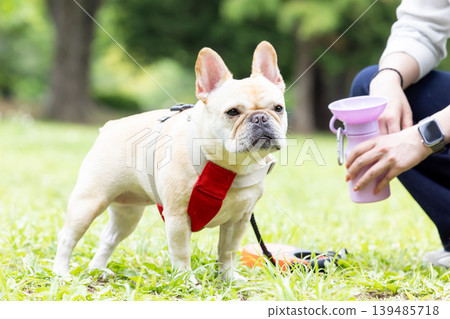 一隻法國鬥牛犬正在散步並補充水分。 139485718